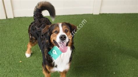 camp bow wow carmel|Dog Boarding in Carmel 